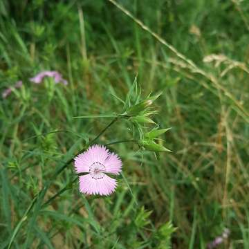 Image of Sequier's pink