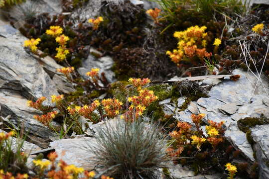 Image of Sedum taiwanalpinum