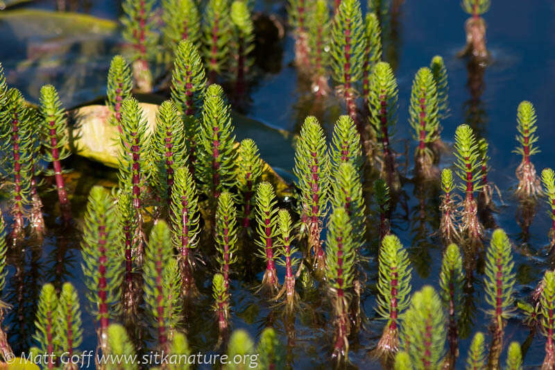 Image of Mare's Tail