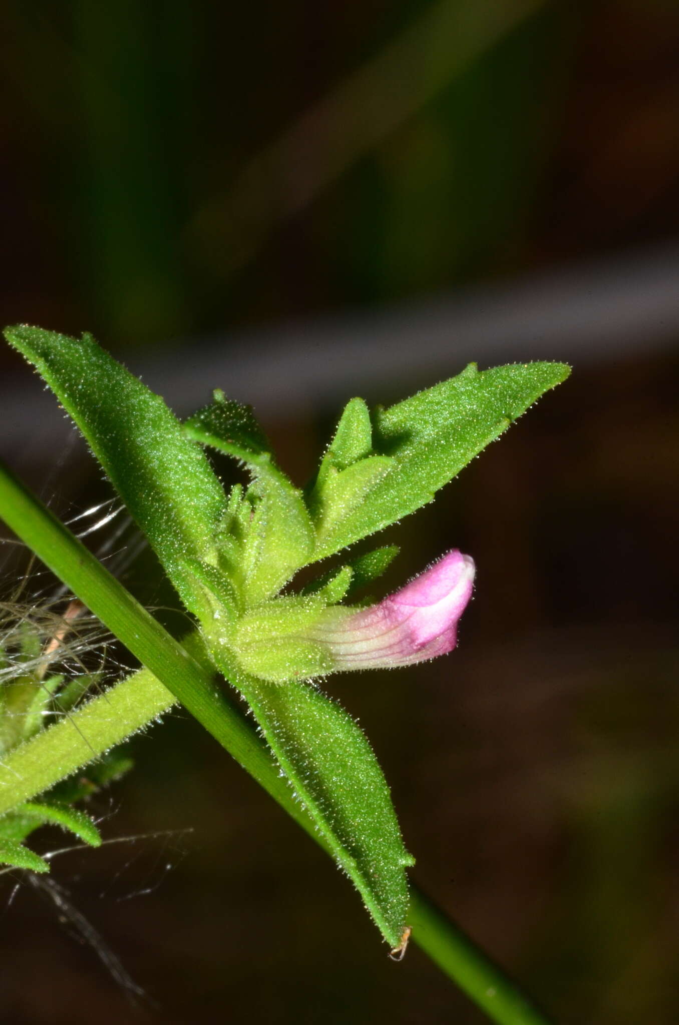 Image de Gratiola pubescens R. Br.