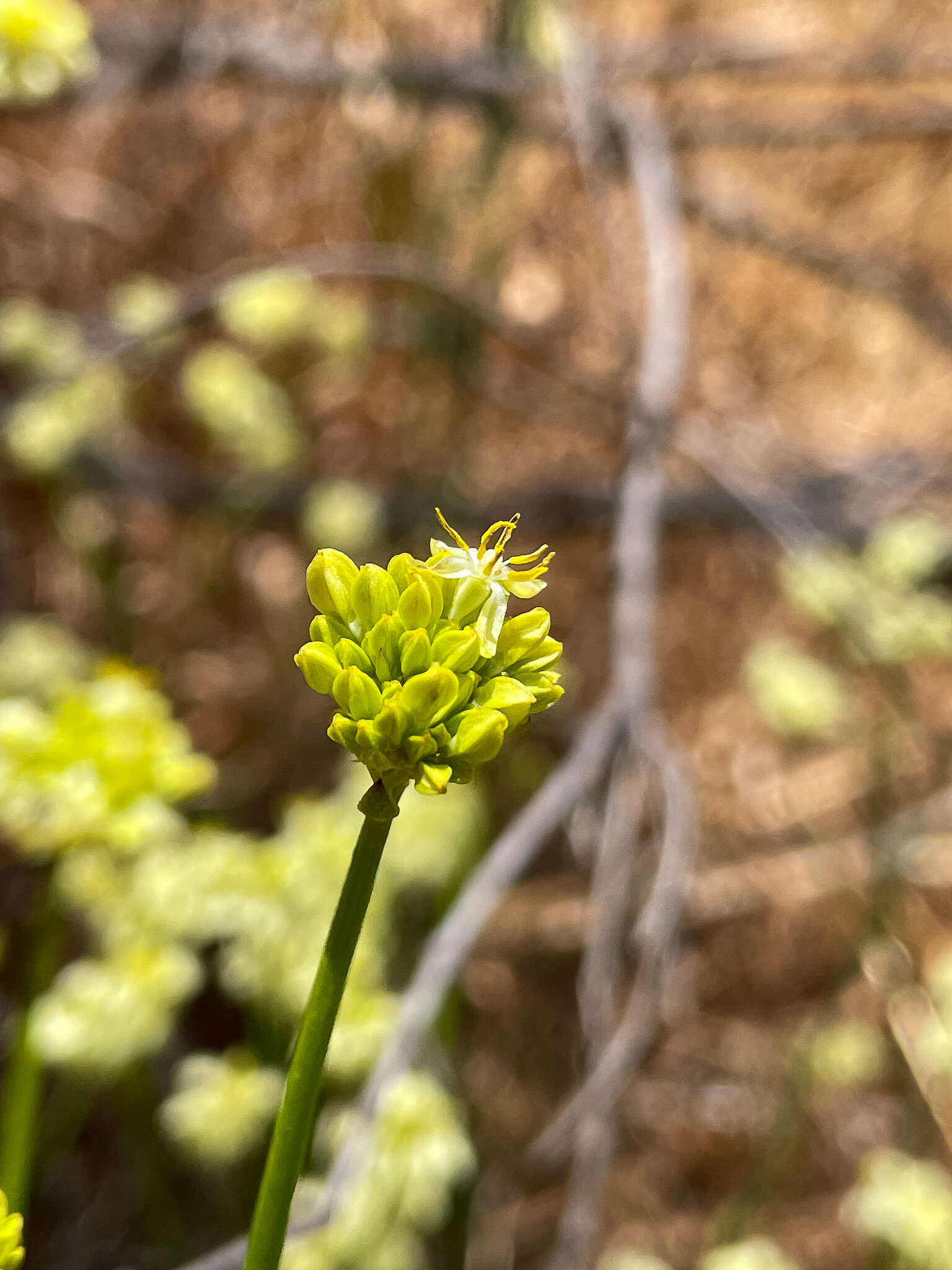 Image of Glischrocaryon flavescens (J. Drumm. ex Hook.) Orchard