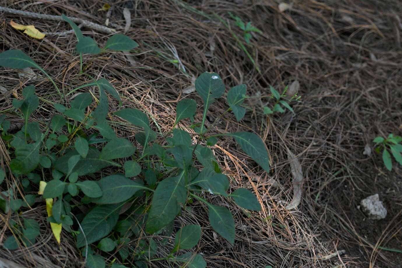 Image de Pseuderanthemum praecox (Benth.) Leonard