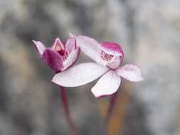 Image of Caladenia lyallii Hook. fil.