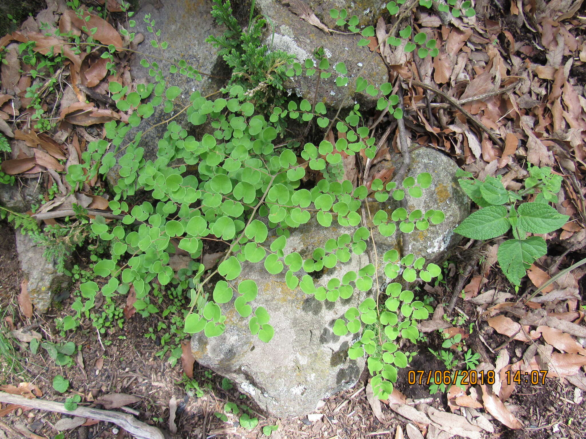 Image de Pellaea cordifolia (Sessé & Moc.) A. R. Sm.