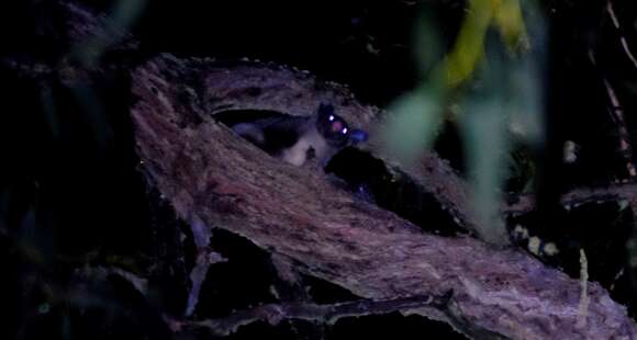 Image of Yellow-bellied Glider