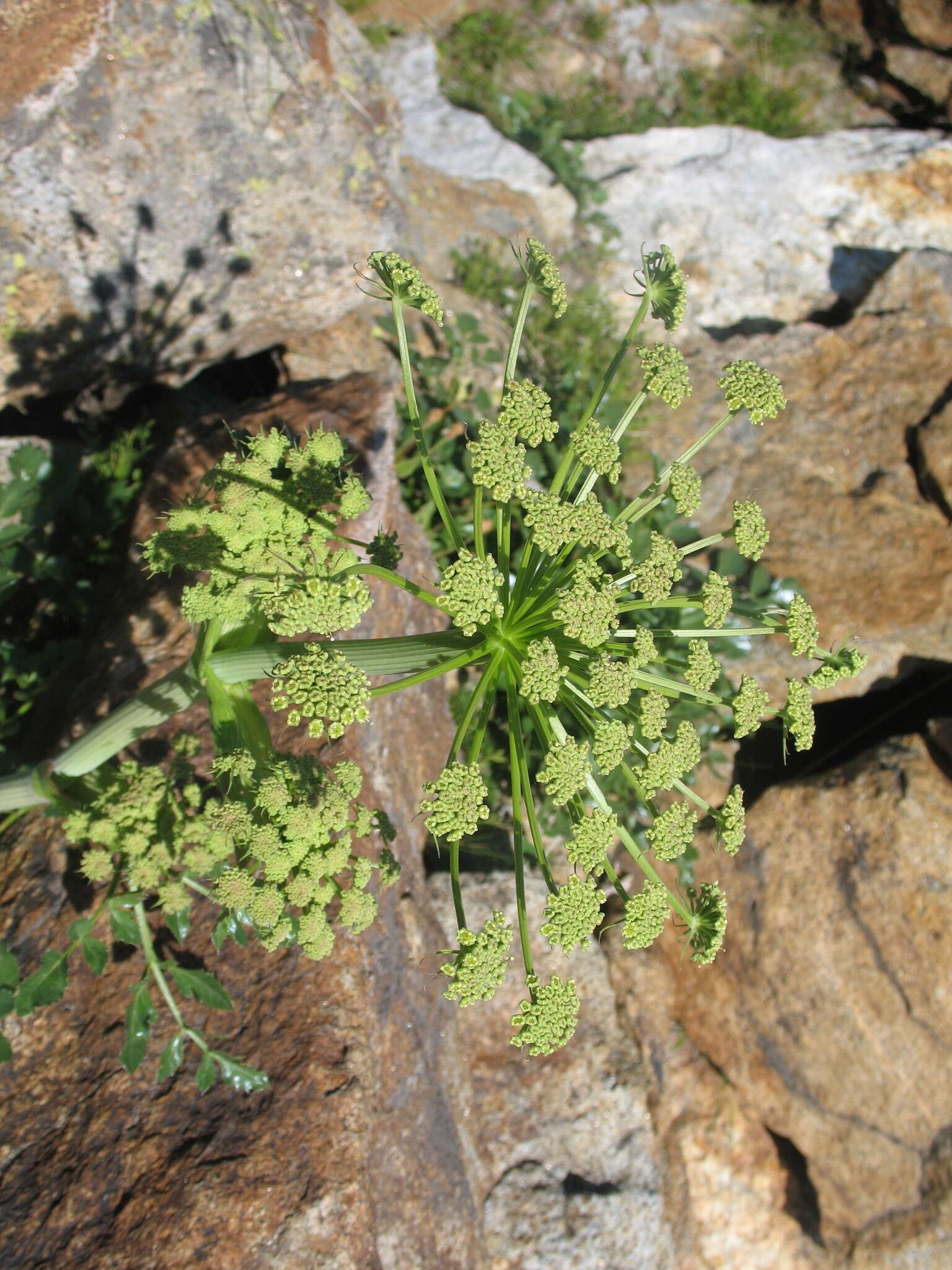 Image of rose angelica