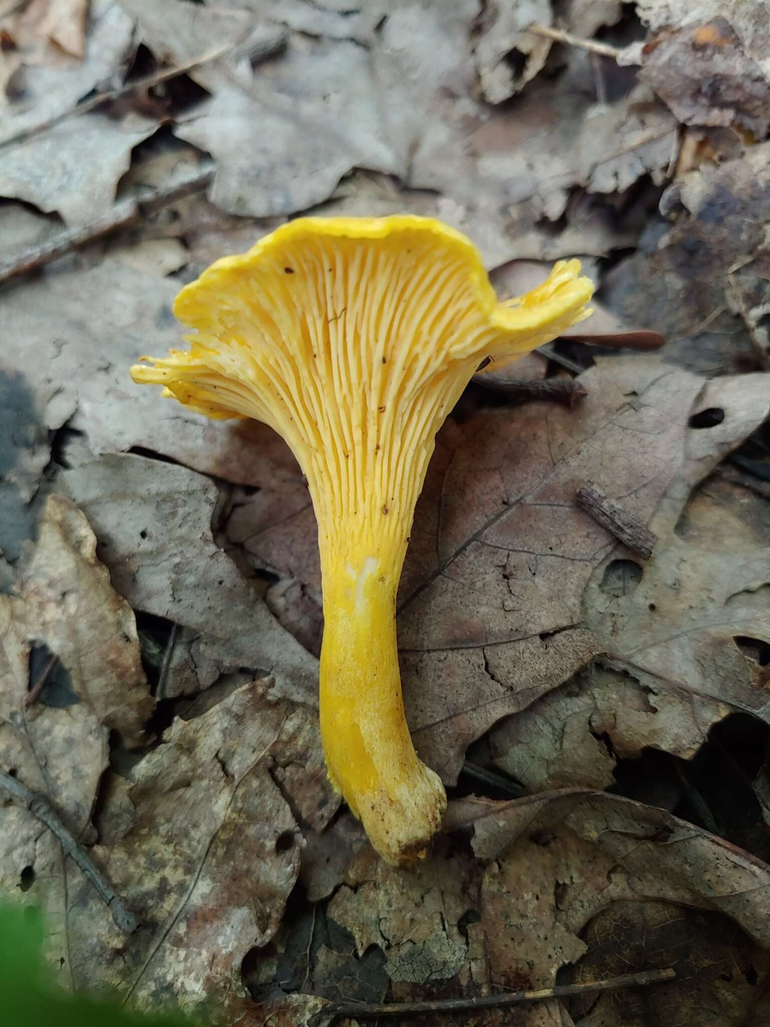 Image of Cantharellus appalachiensis R. H. Petersen 1971