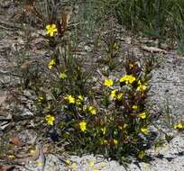 Image of Hibbertia vaginata (Benth.) F. Müll.