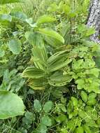 Image of Veratrum dahuricum (Turcz.) O. Loes.