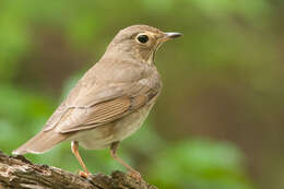 Image of Swainson's Thrush