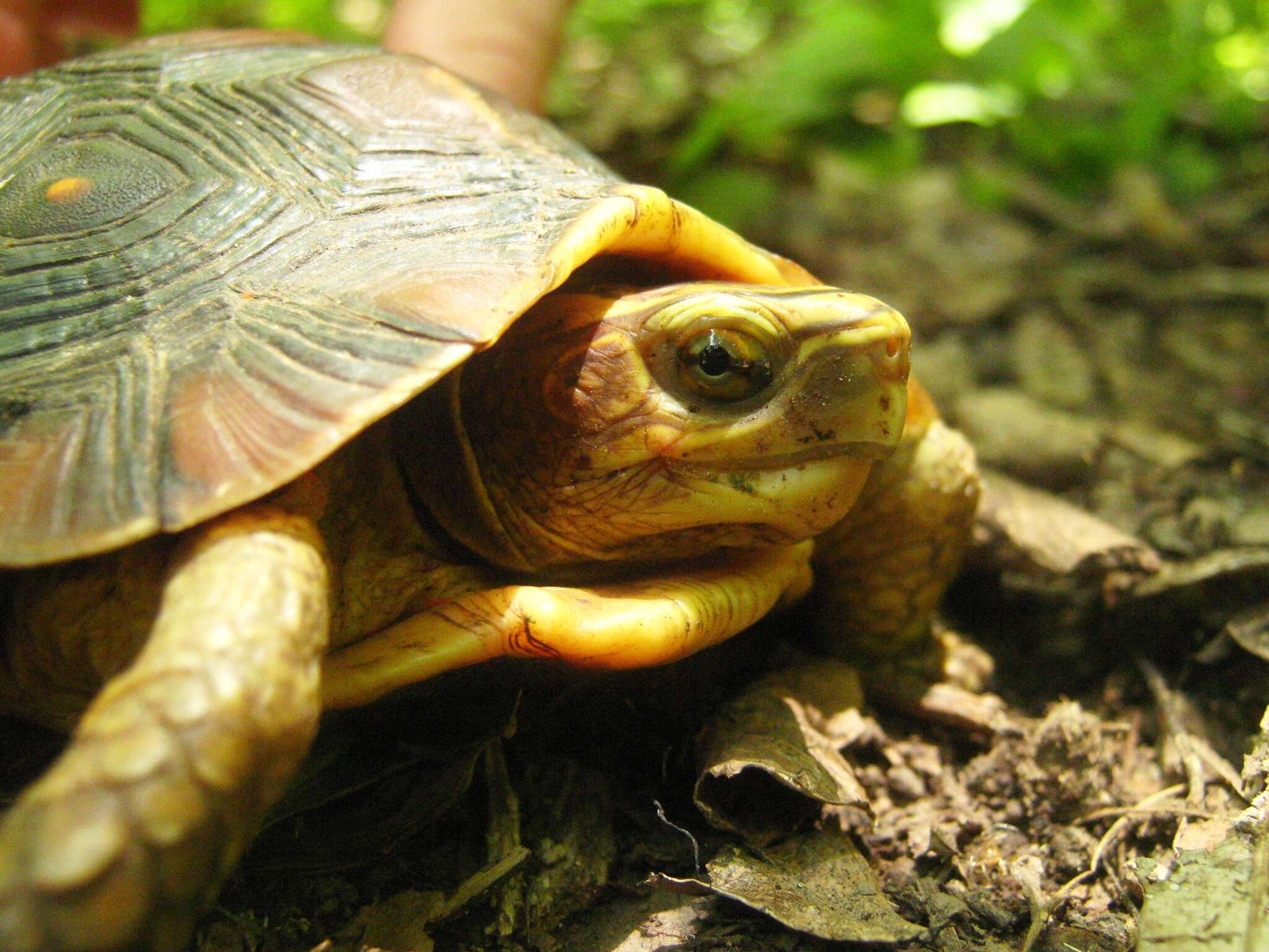 Image of Colima Wood Turtle