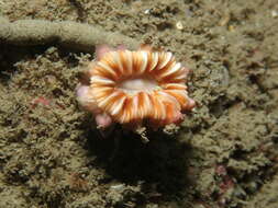 Image of Caryophyllia subgen. Caryophyllia Lamarck 1801