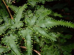 Image of maidenhair creeper