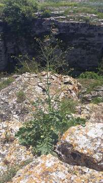 Image of Crambe koktebelica (Junge) N. Busch