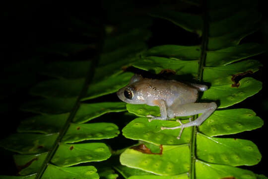 Image of Pristimantis kichwarum Elmer & Cannatella 2008