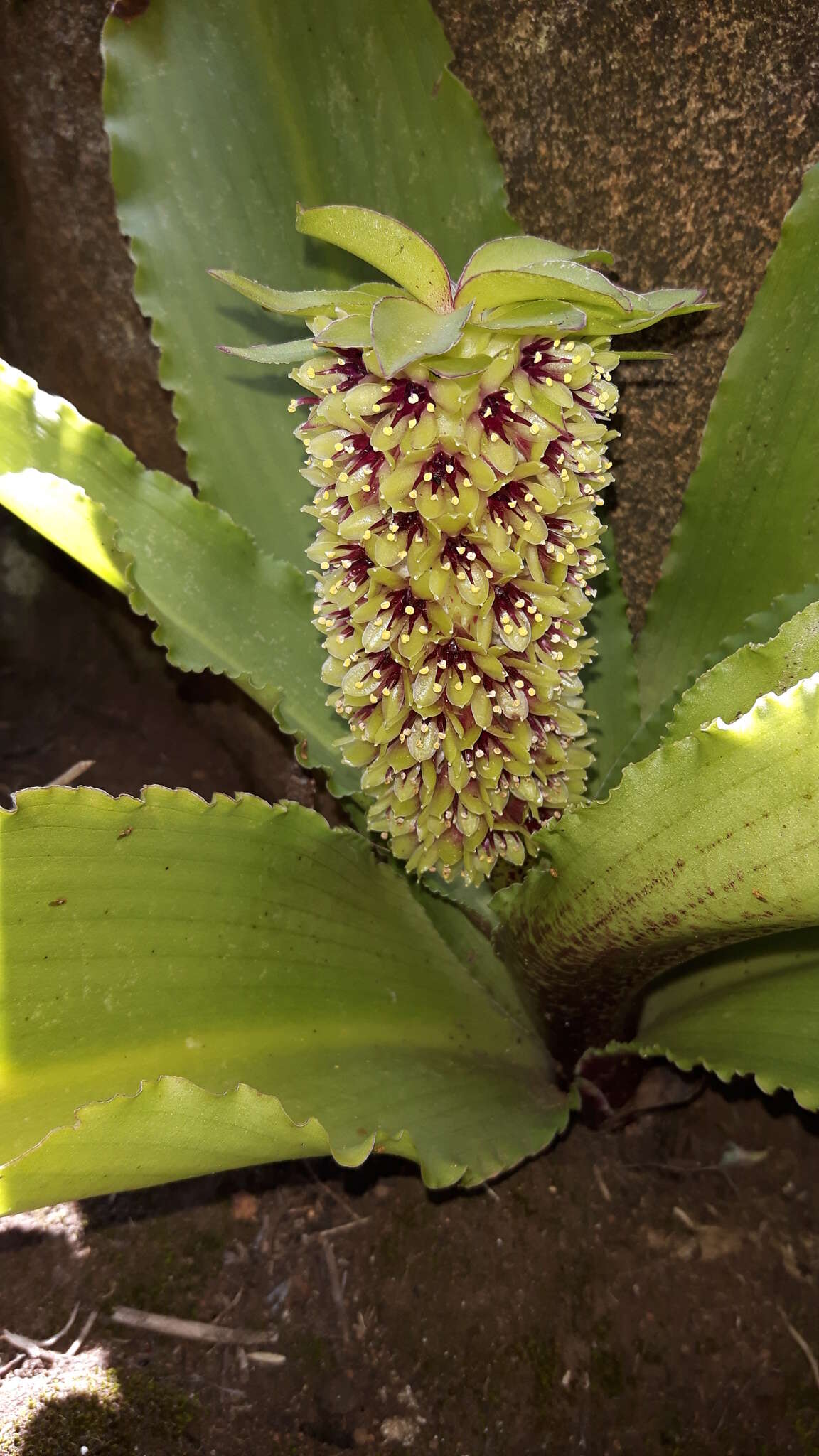 Imagem de Eucomis montana Compton