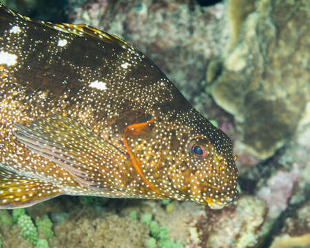 Image of Notchheaded marblefish