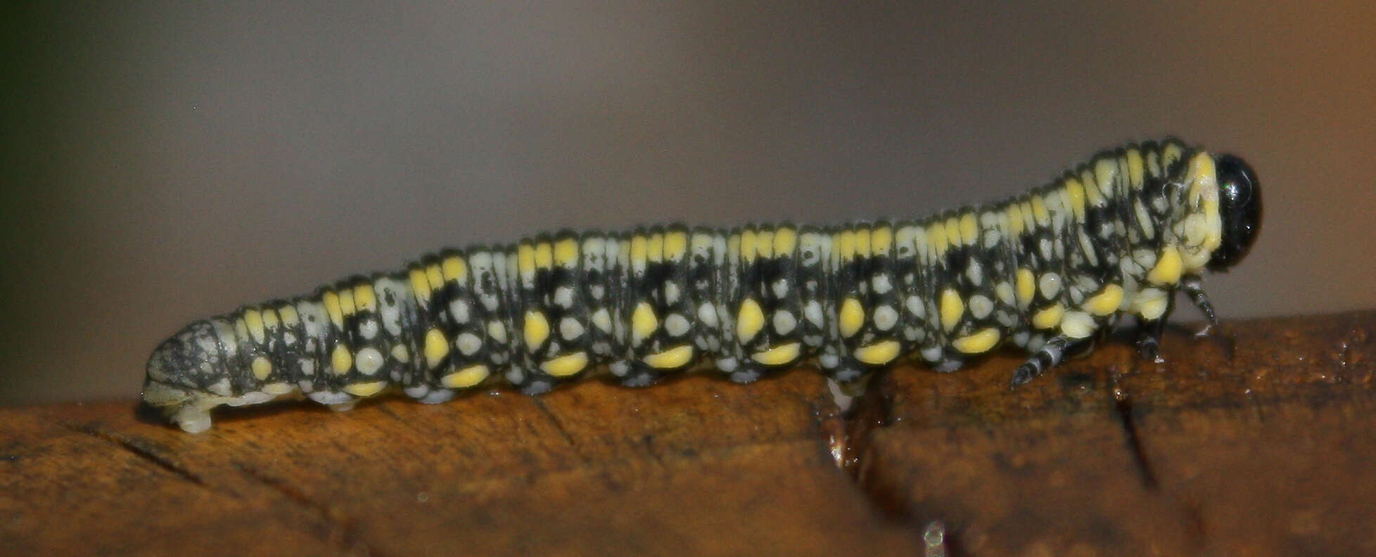 Image of Introduced Pine Sawfly