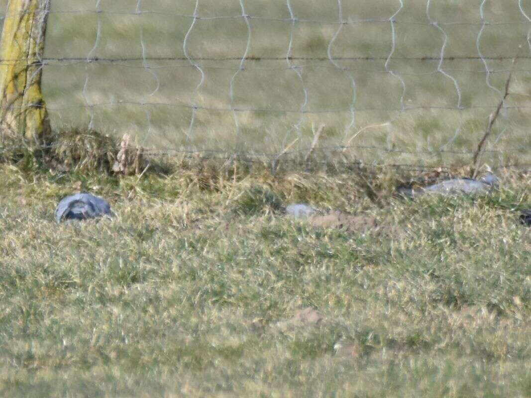 Image of Stock Dove