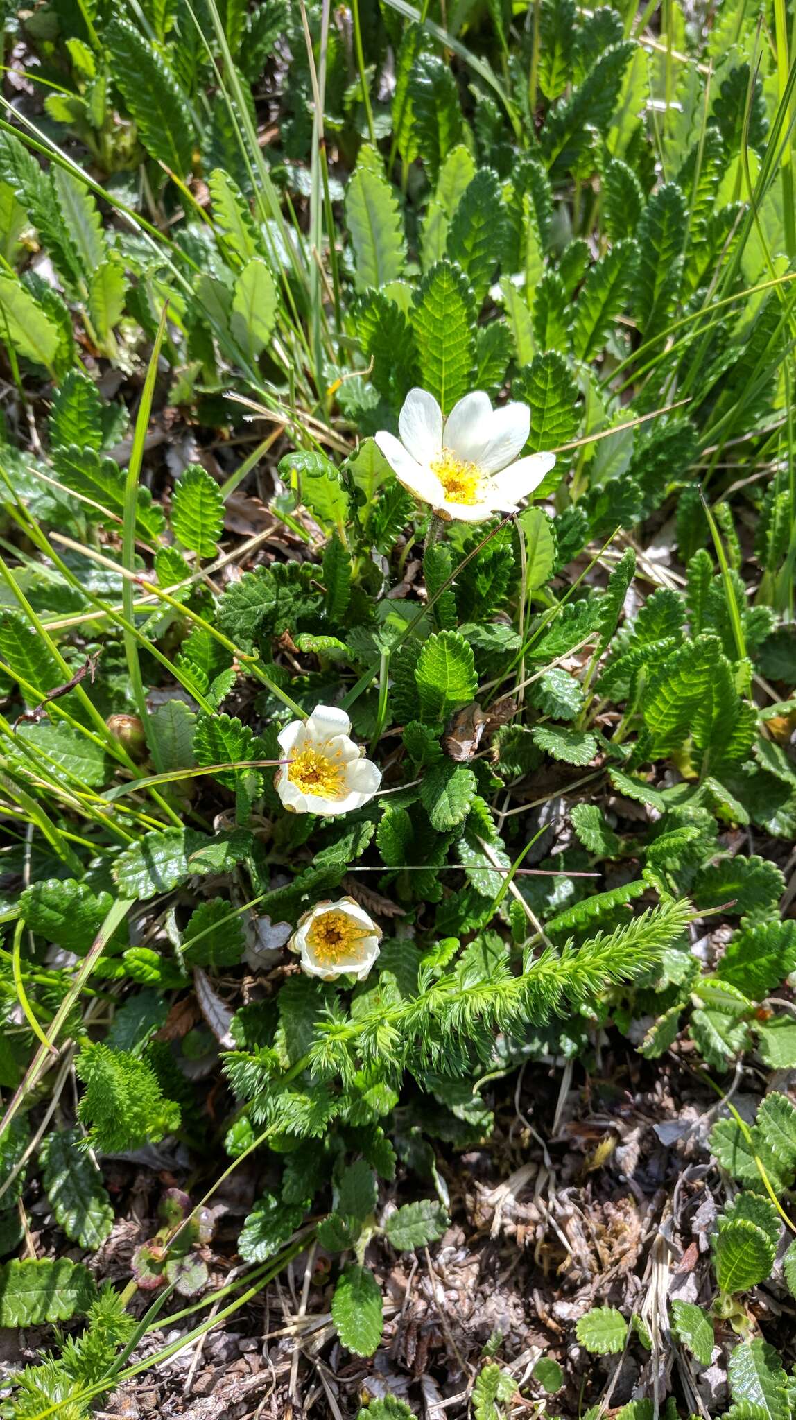 Imagem de Dryas octopetala subsp. oxyodonta (Juz.) Hult.