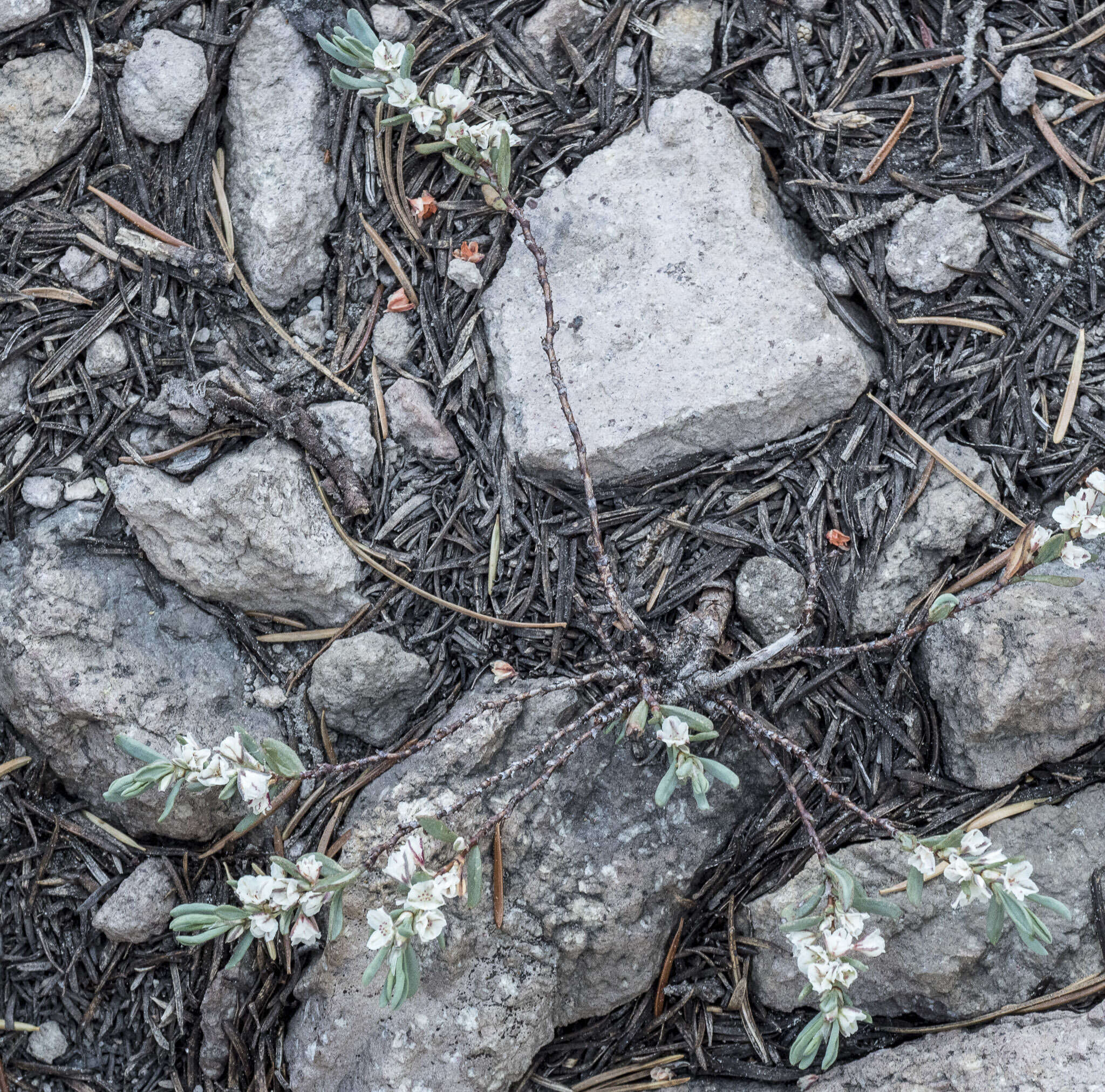 Plancia ëd Polygonum shastense Brewer ex A. Gray