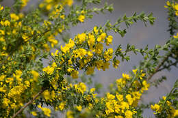 Image of French broom