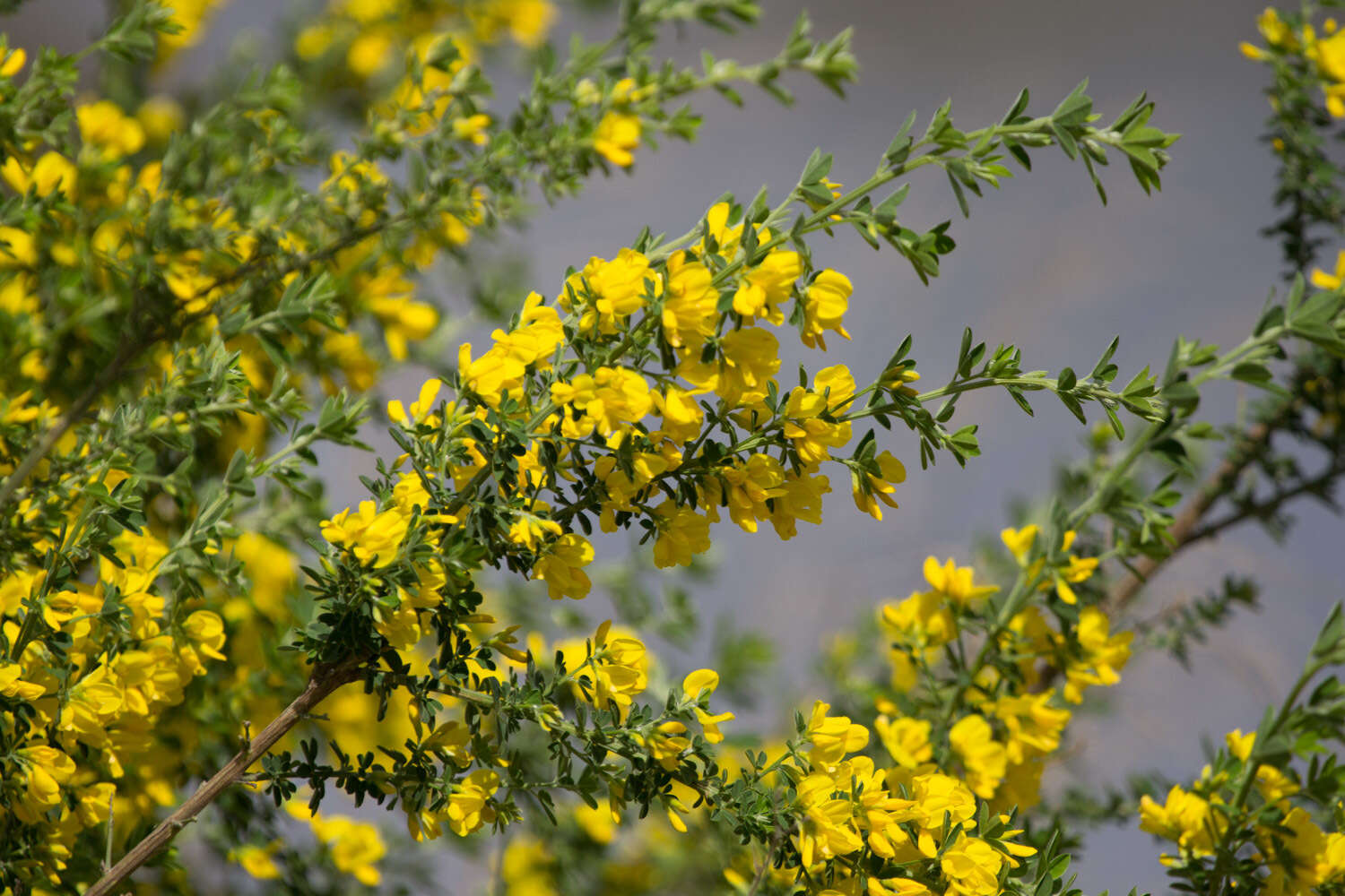 Image of French broom