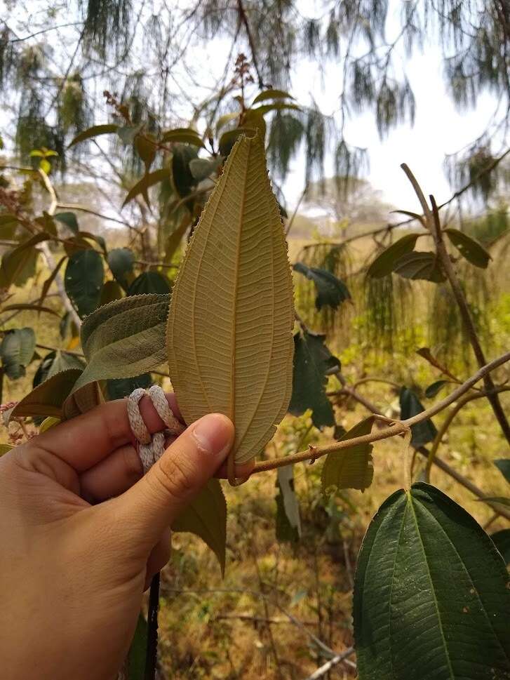 Conostegia xalapensis (Bonpl.) D. Don的圖片