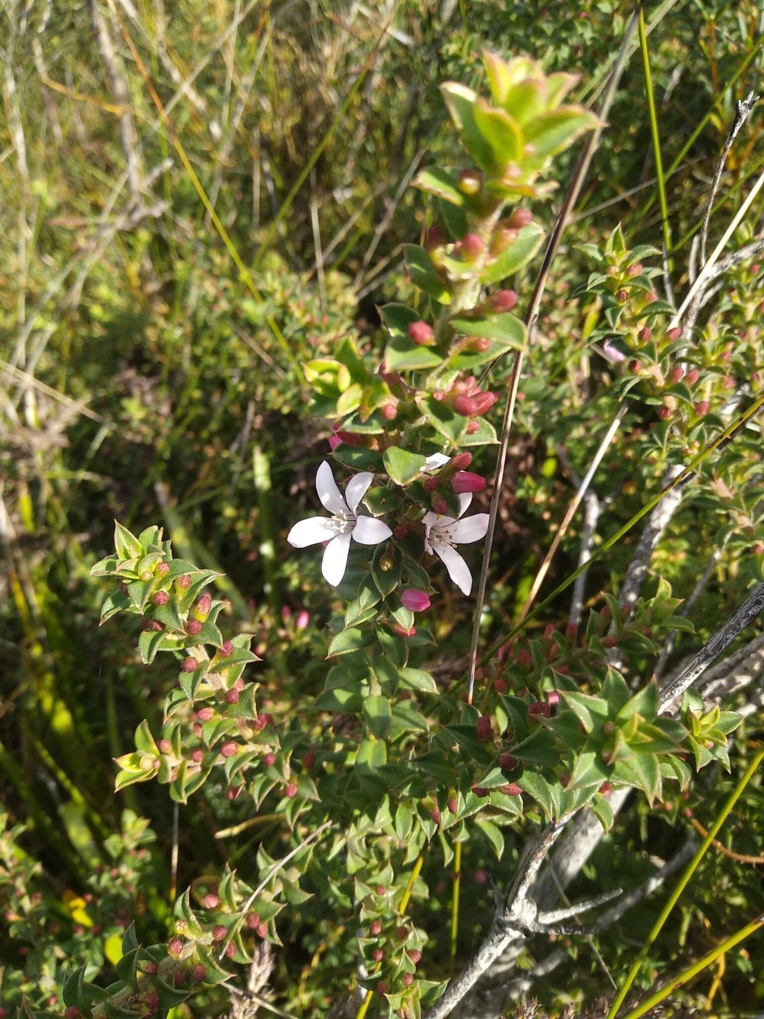 Image of Philotheca buxifolia subsp. buxifolia