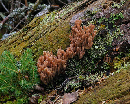 Ramaria rubella (Schaeff.) R. H. Petersen 1974 resmi