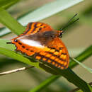 Слика од Charaxes alticola Grünberg 1912