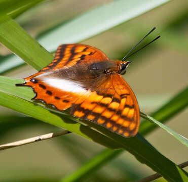 Imagem de Charaxes alticola Grünberg 1912