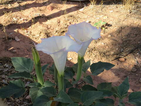 Imagem de Datura wrightii Hort. ex Regel