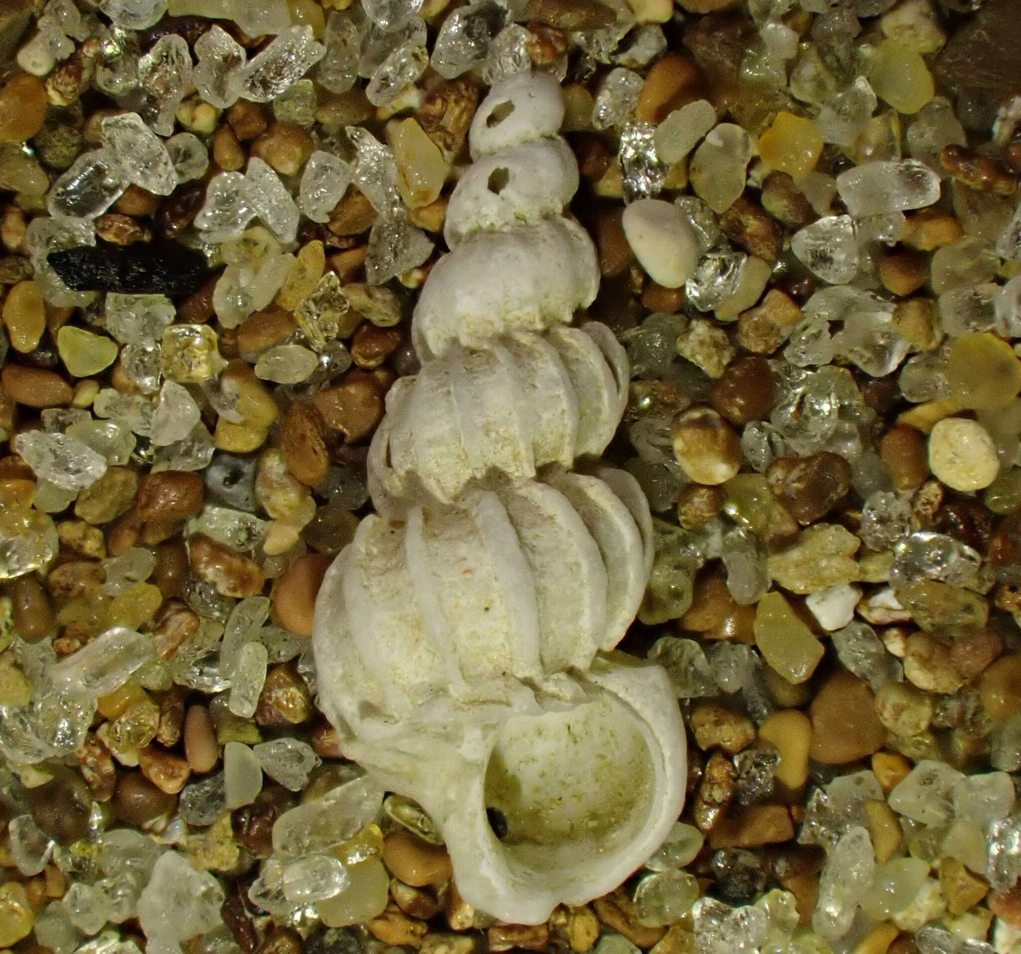 Image of Cirsotrema zelebori (Dunker 1866)