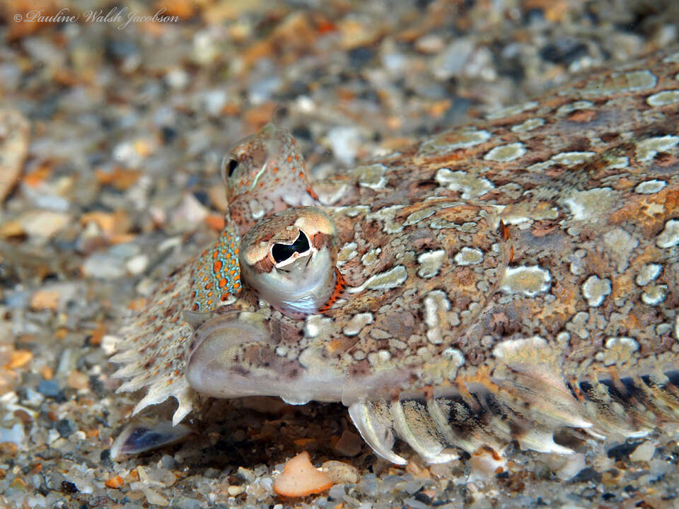 Image of Eyed Flounder