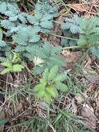 Desmanthus leptolobus Torr. & A. Gray resmi