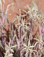 Image of Lapeirousia littoralis Baker