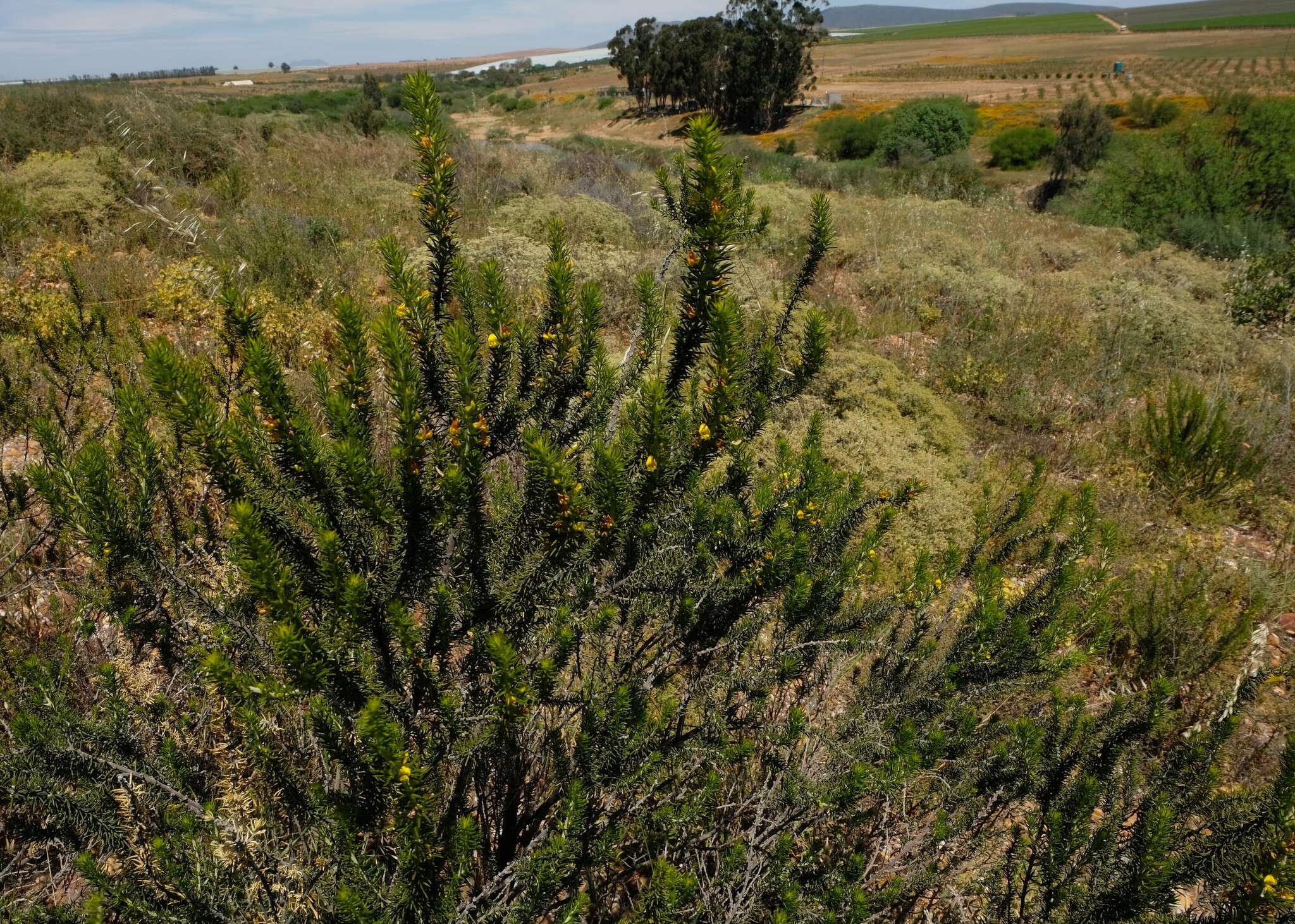 Image of Aspalathus pinguis subsp. occidentalis R. Dahlgren