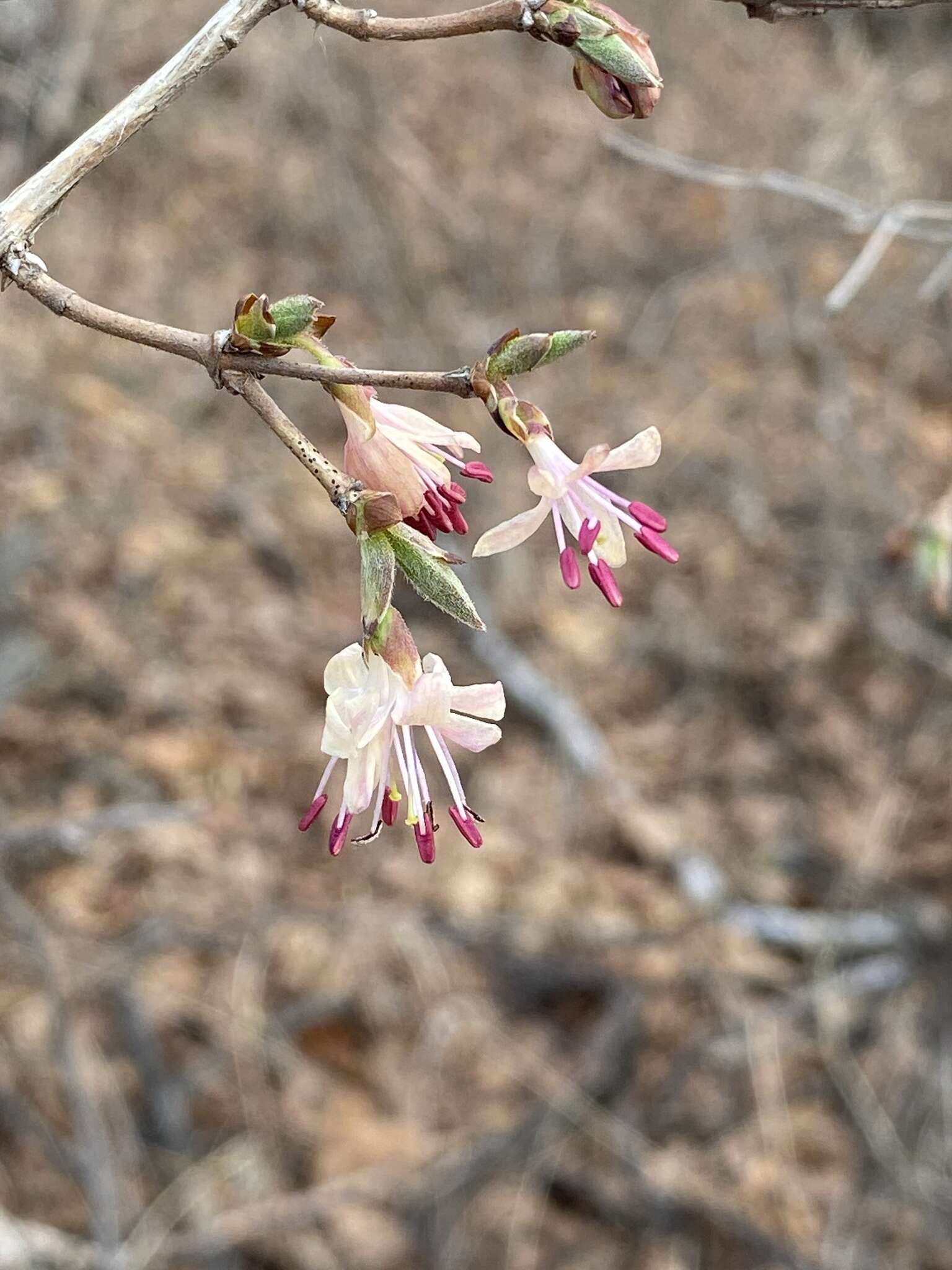 Image of Lonicera praeflorens Batalin