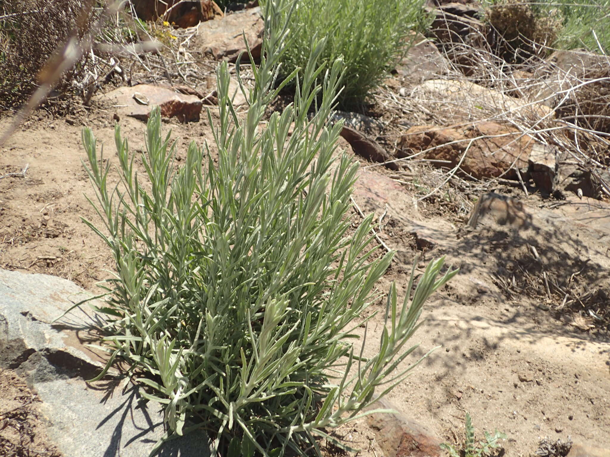 Image of Wright's cudweed