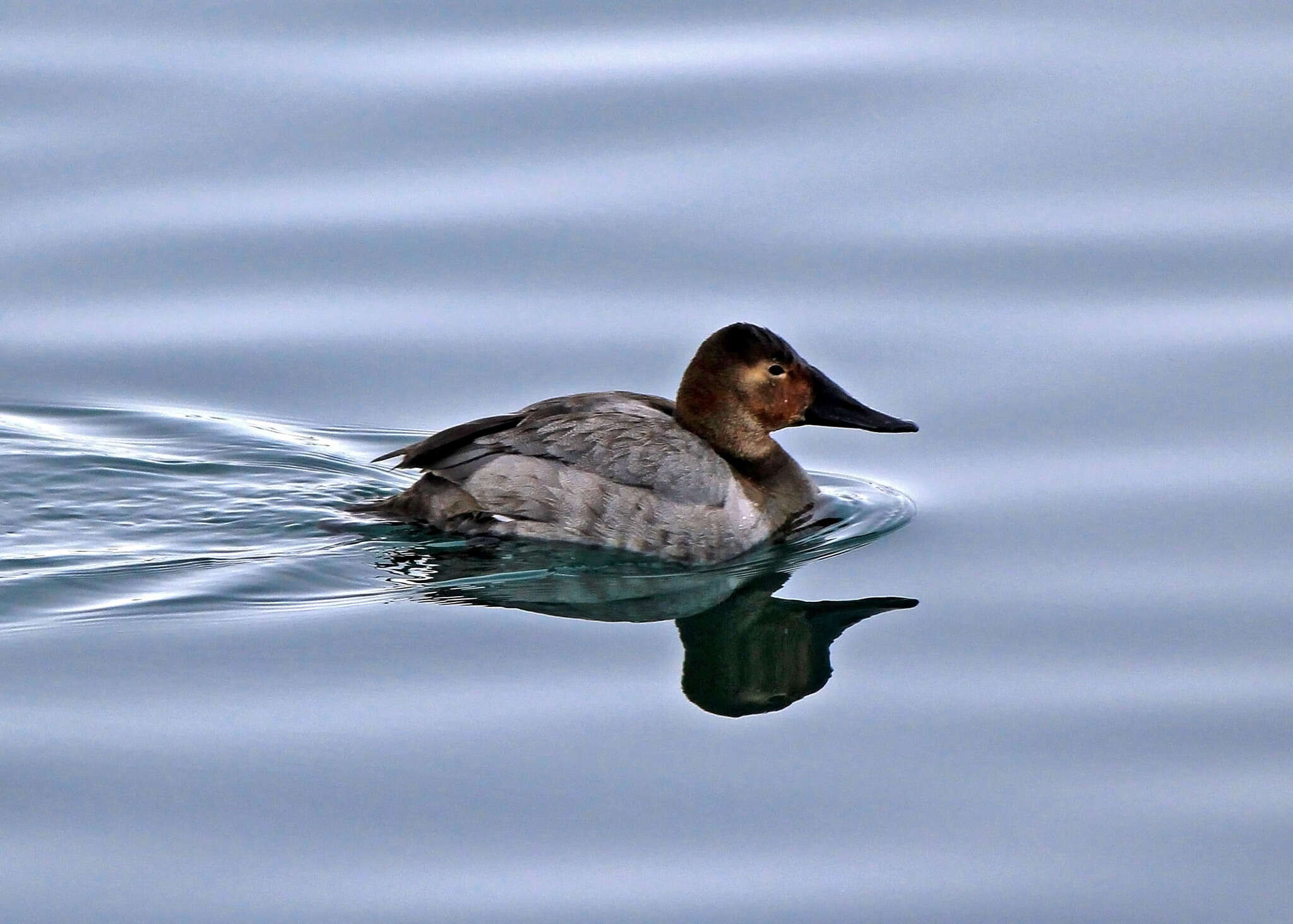 Image of Canvasback