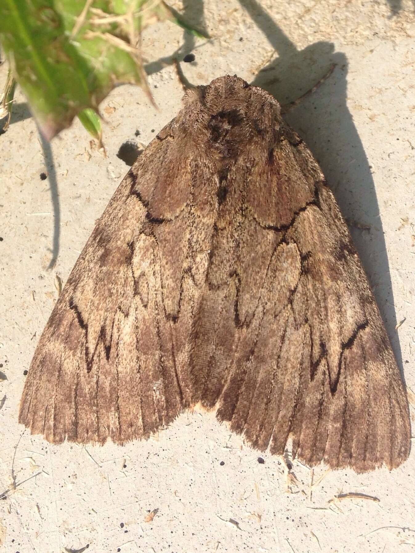 Image of Darling Underwing