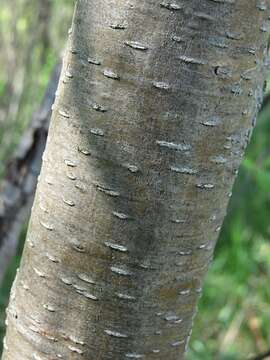 Imagem de Alnus incana subsp. rugosa (Du Roi) R. T. Clausen