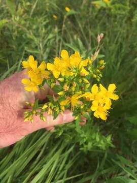 Image of false spotted St. Johnswort