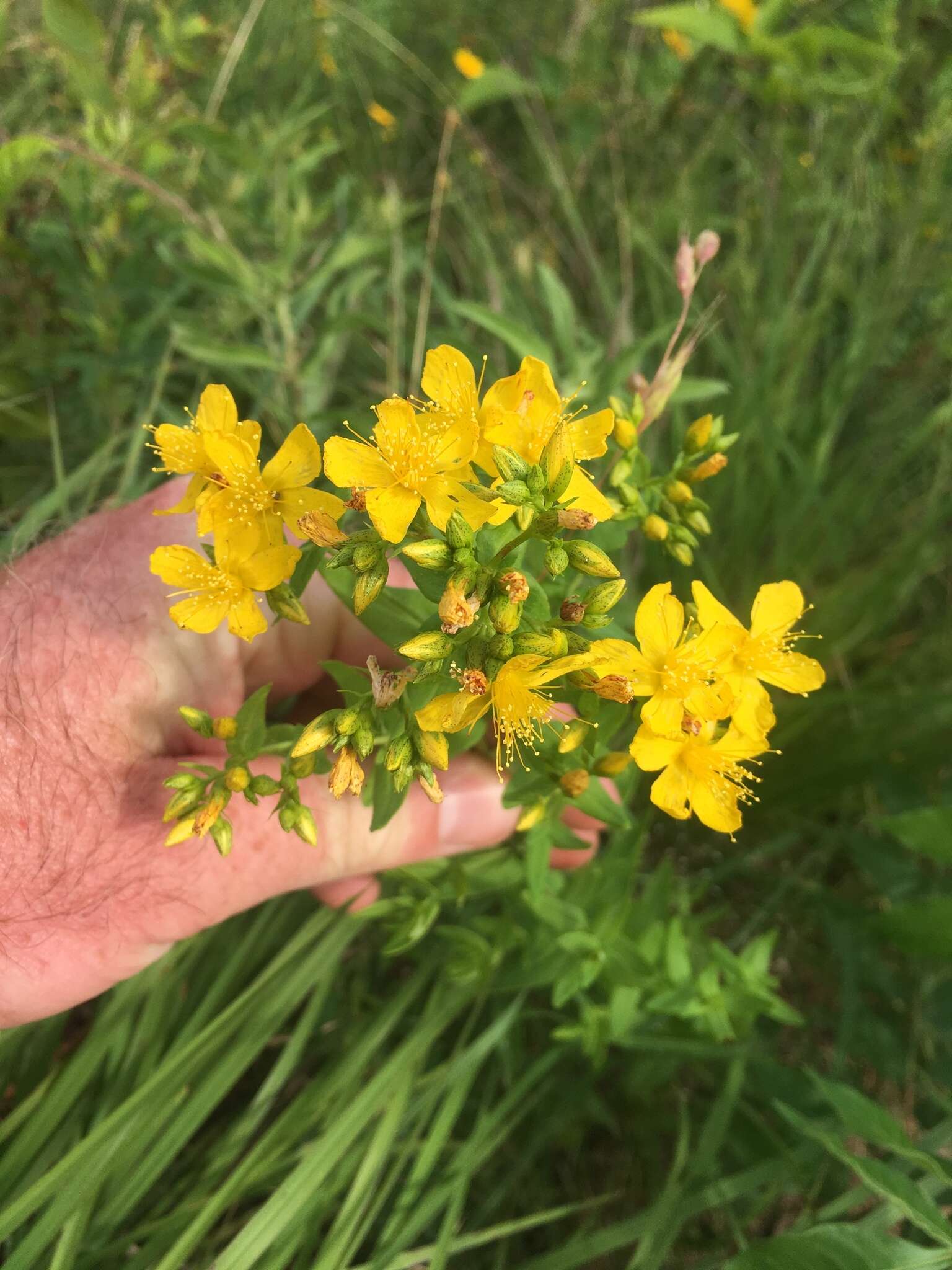 Imagem de Hypericum pseudomaculatum Bush