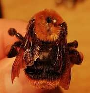 Imagem de Bombus bellicosus Smith 1879