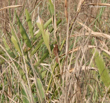 Image of Slender-billed Babbler