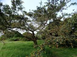 Ficus natalensis subsp. natalensis的圖片