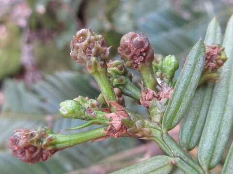 Image de <i>Cephalotaxus harringtonia</i>