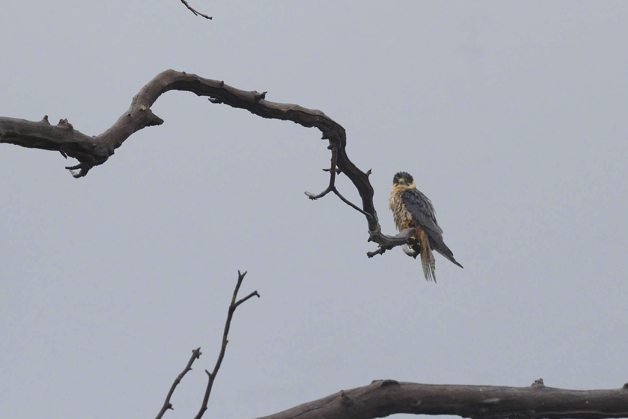 Image of Taita Falcon